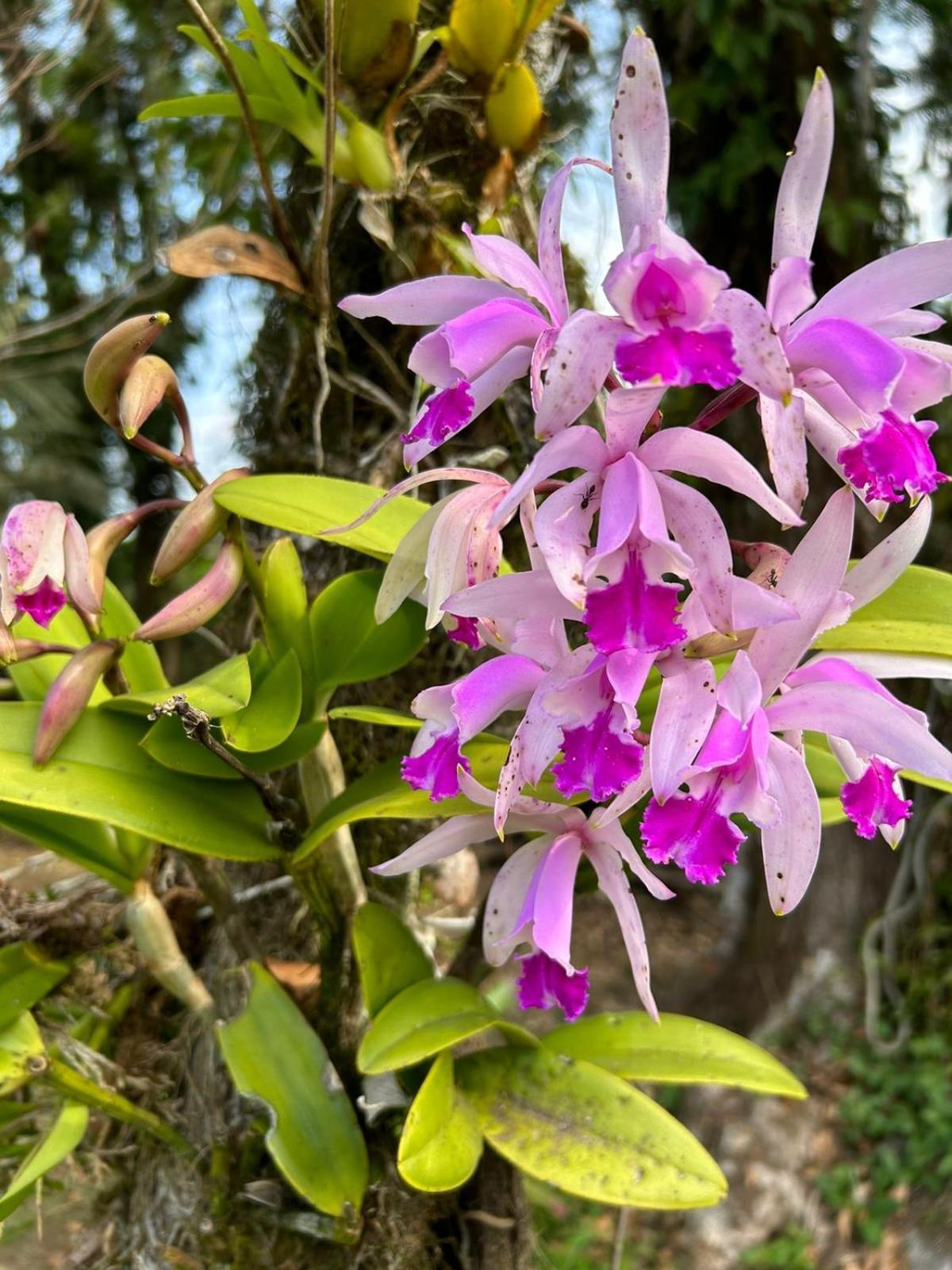 Cantinho Da Serra Ubatuba